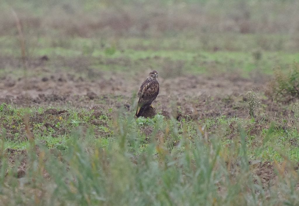 Poiana delle Steppe  (Buteo buteo vulpinus)